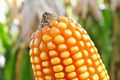 Corn close up